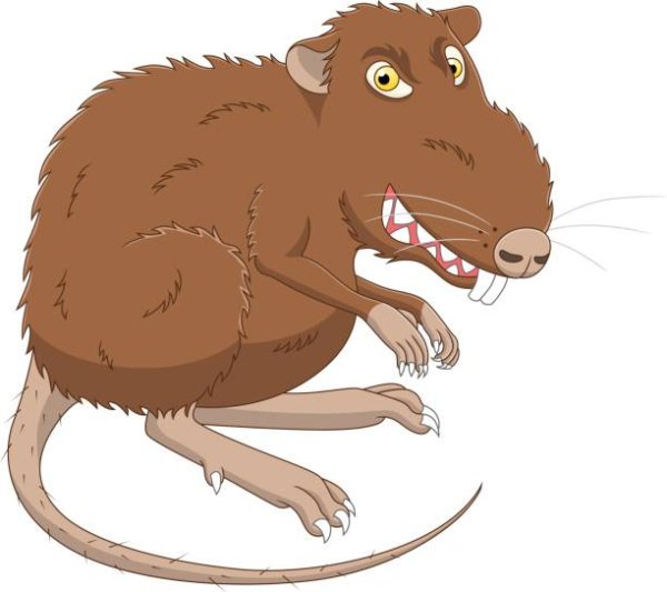Крыса рисунок