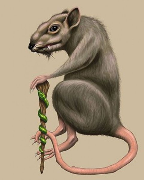 Коварная крыса