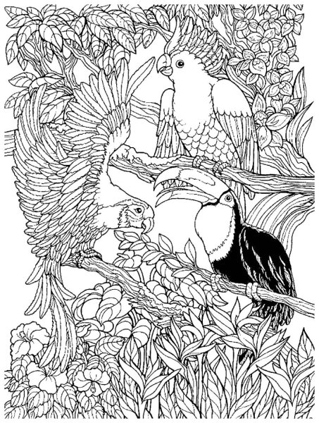 Раскраски природа попугай