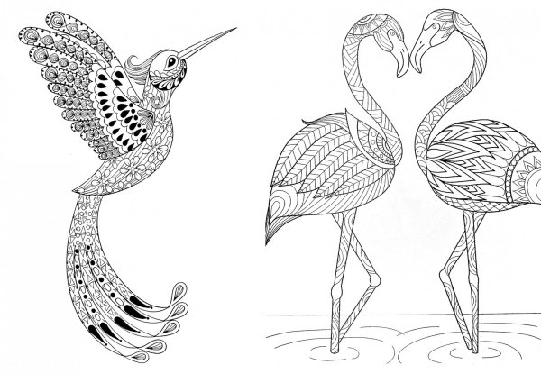 Раскраски антистресс птицы