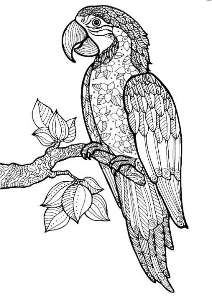 Раскраски красивые птицы