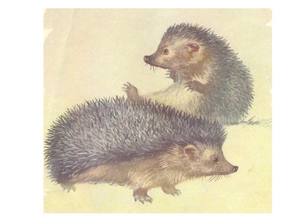 Ёж е Чарушина