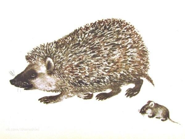 Евгений Чарушин иллюстрации ёж