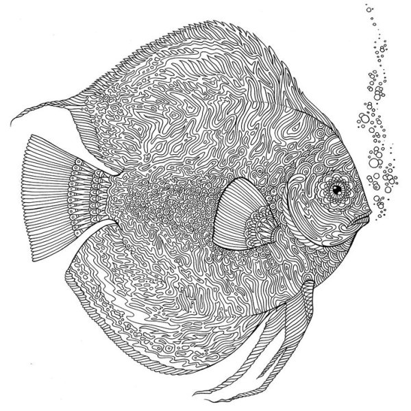 Дискус аквариумная рыбка рисунок