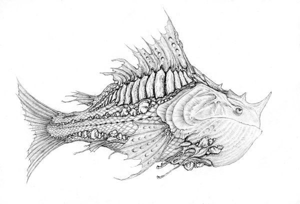 Зарисовки рыб