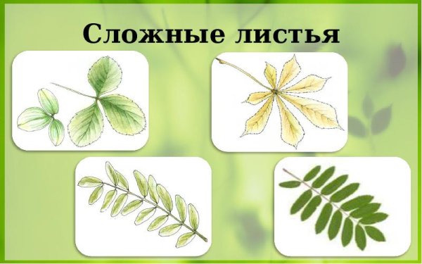 Тройчатосложный черешковый лист