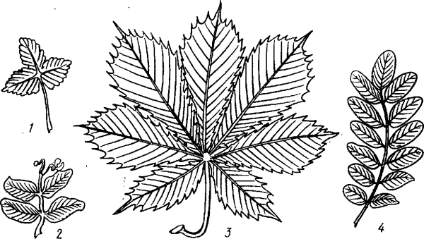 Жилкование каштана