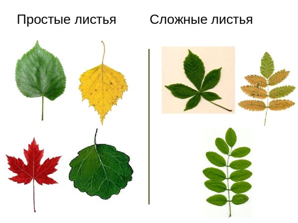 Листья разных деревьев