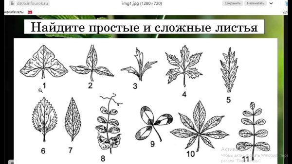 Сложные листья рисунок