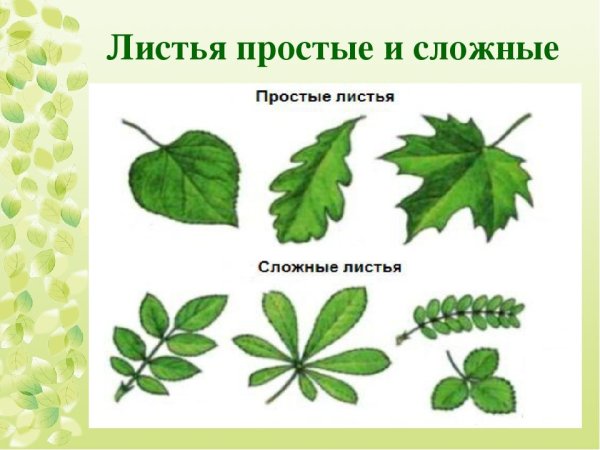 Простые и сложные листья биология 7 класс