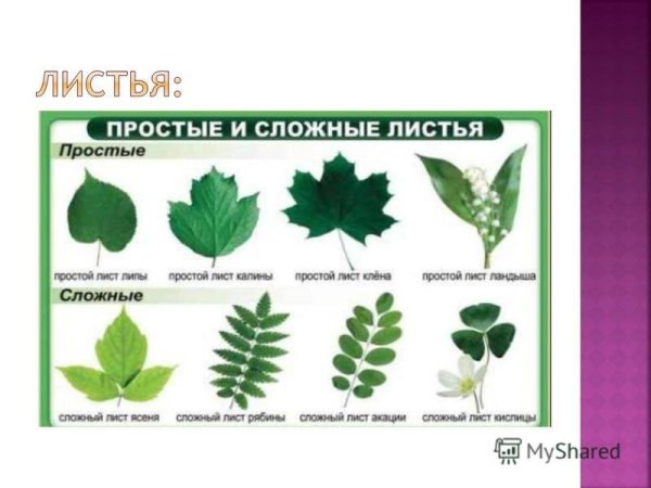 Сидячий лист сложный лист