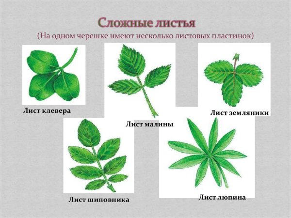 Клевер строение листа жилкование