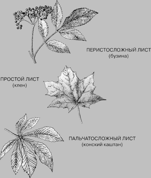 Конский каштан жилкование