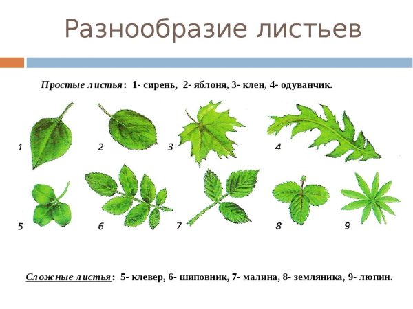 Строение листа шиповника биология 6 класс