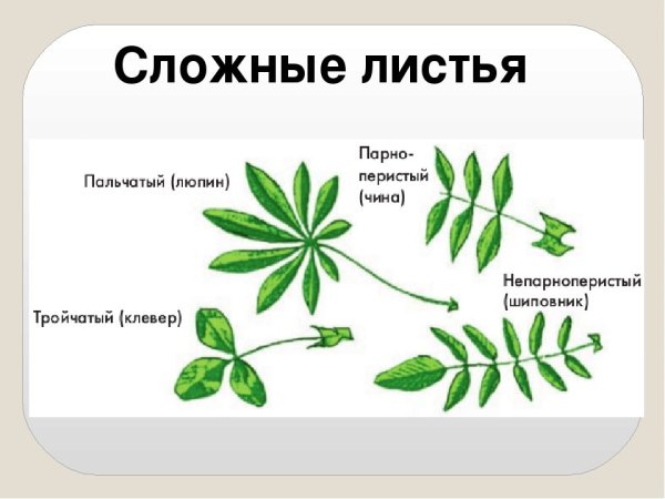 Простые и сложные листья примеры