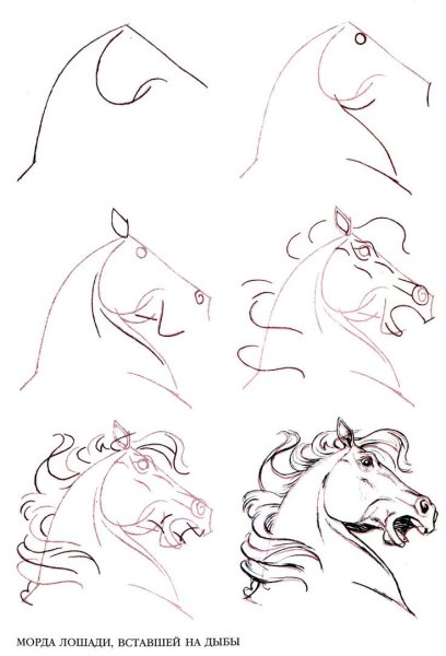 Поэтапные рисунки