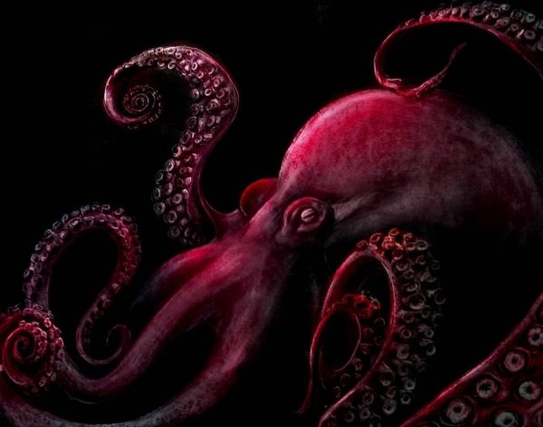 Красный осьминог