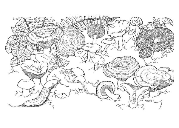 Раскраска грибы в лесу