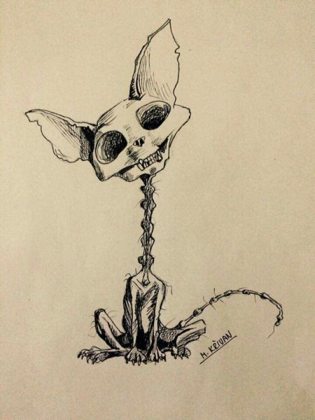 Черепа животных карандашом