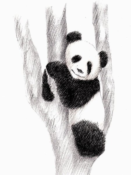 Картинки Панда карандашом