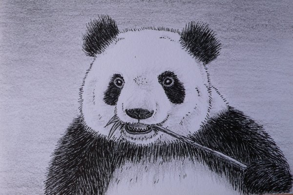 Нарисовать панду карандашом