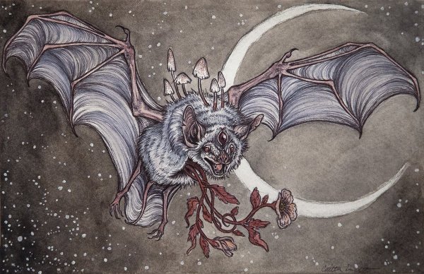 Кейтлин Хэкетт летучие мыши