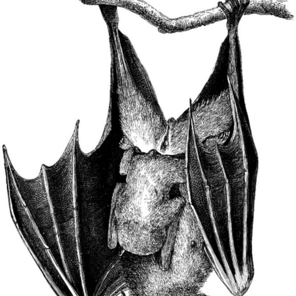 Летучая мышь рисунок