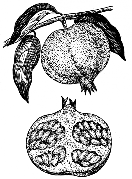 Строение гранатины плода