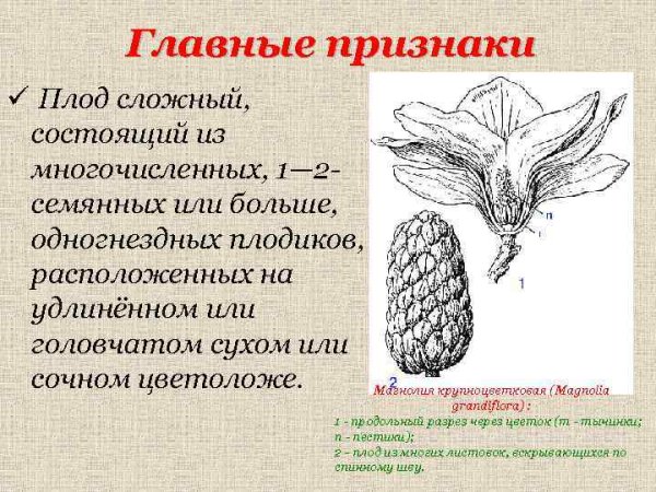 Семянка коробочка костянка