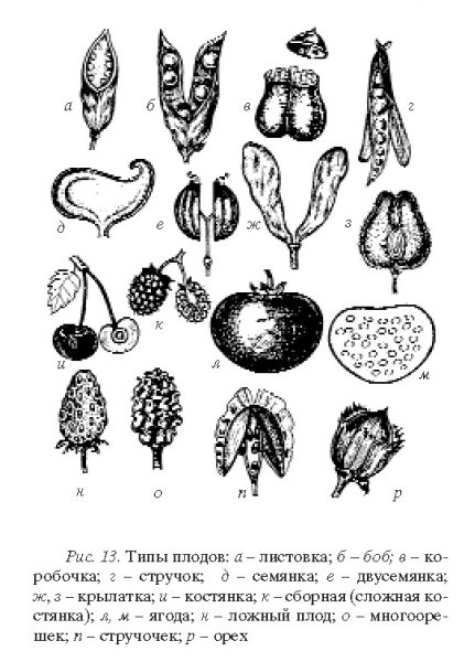 Типы плодов покрытосеменных растений