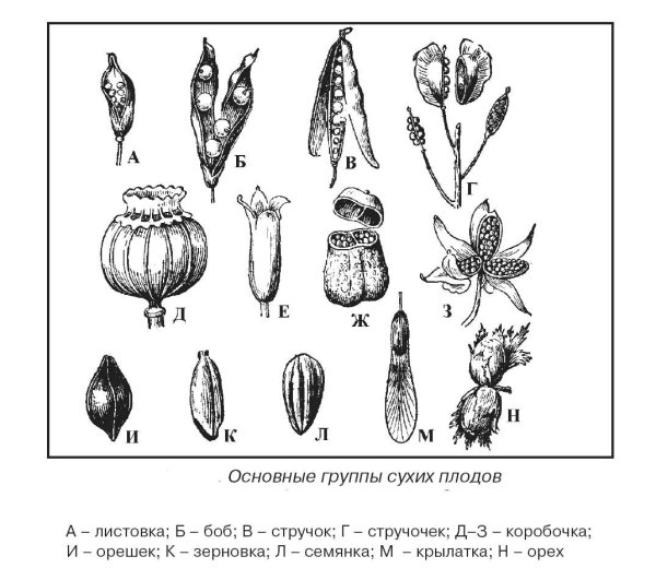 Строение плода многоорешек