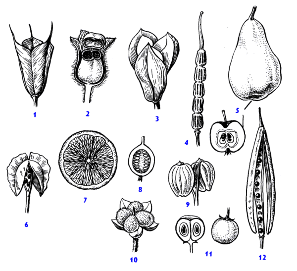 Простые и сложные плоды