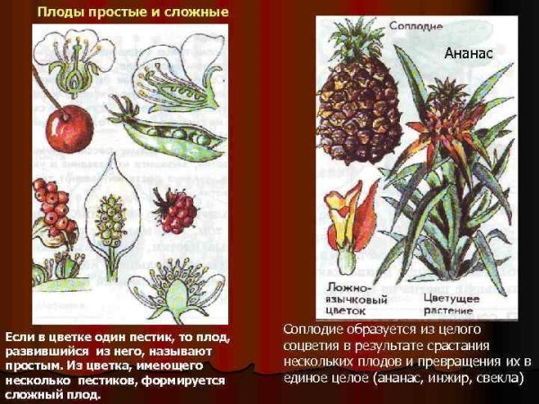 Клубника плод многоорешек