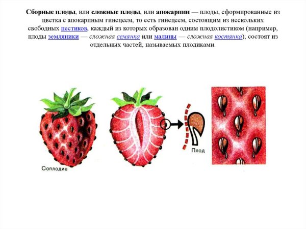 Коробочка стручок Зерновка семянка