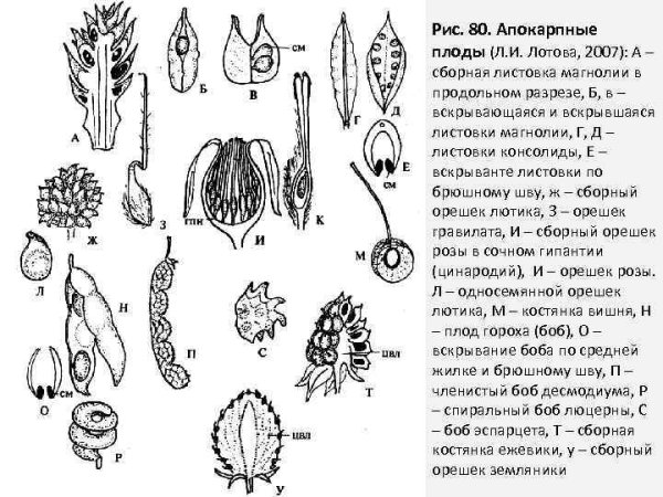 Плод шелковицы это соплодие