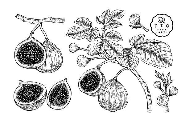 Линогравюра какао Бобы