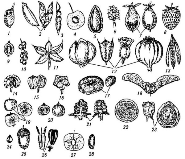 Коробочка стручок Зерновка семянка