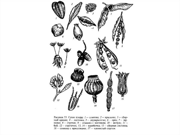 Тыквина плод схема