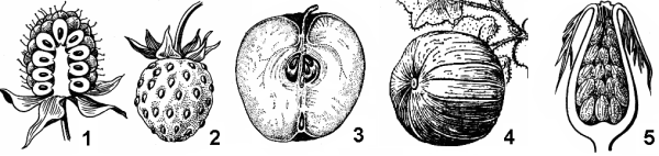 Типы плодов семянка