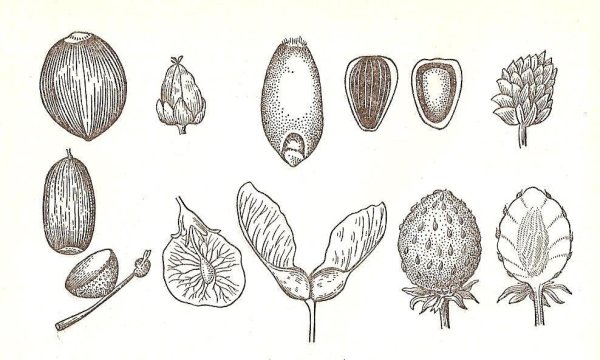 Каштан в графике