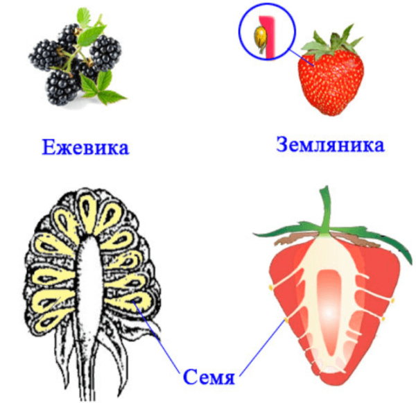 Строение плода малины