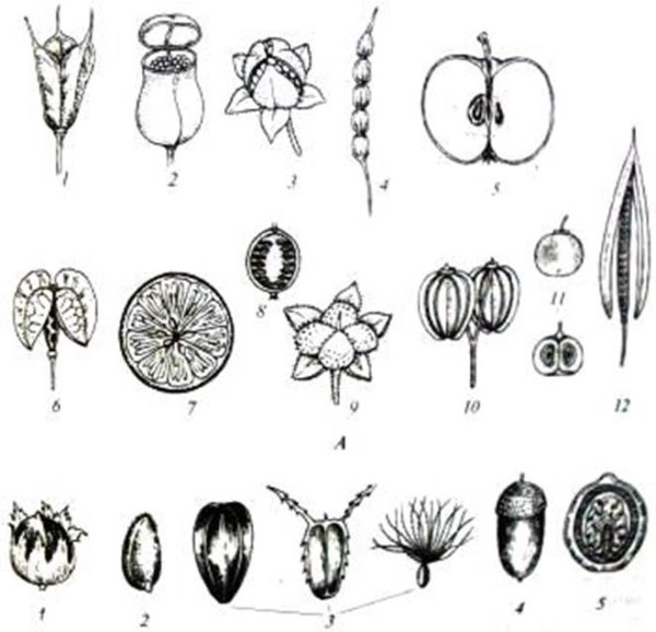 Винтажные фрукты и овощи