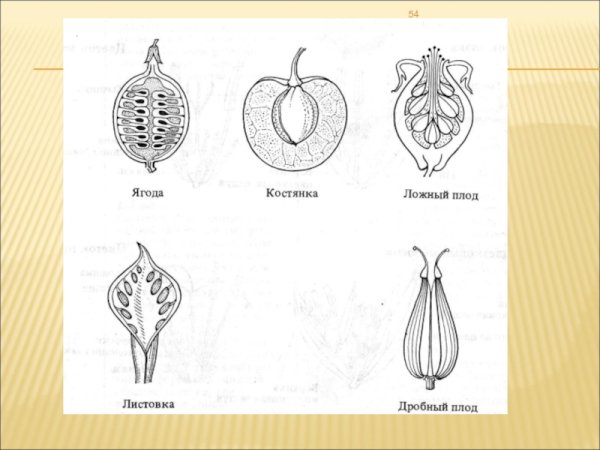 Плод гранатина строение