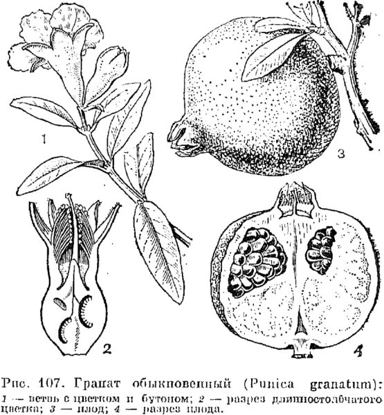 Theobroma Cacao Ботаническая иллюстрация