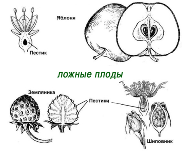 Плоды какао