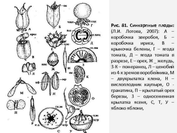 Строение плода многоорешек