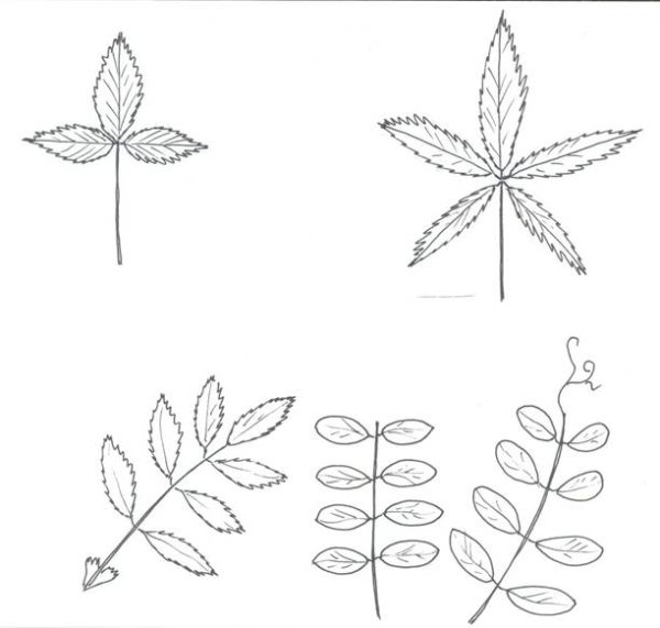 Сложные листья рисунок