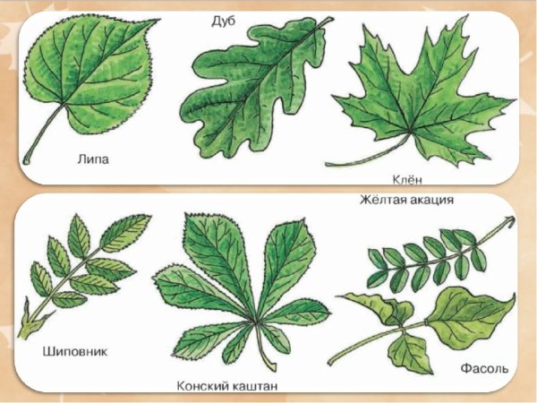 Конский каштан жилкование