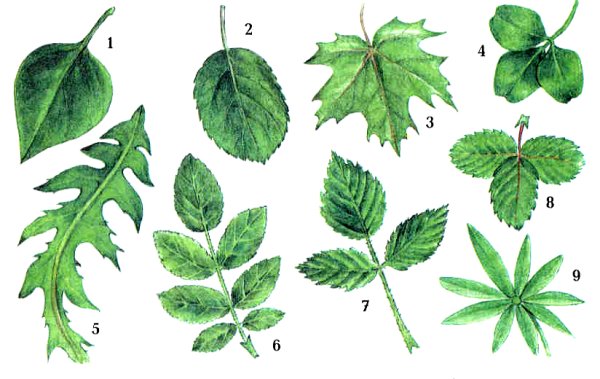 Строение листа клена