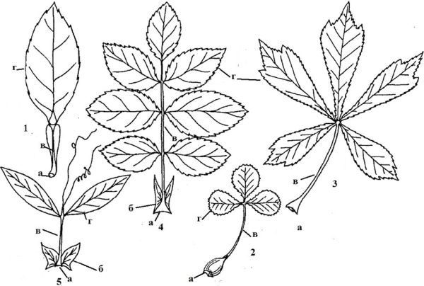 Лист конского каштана пальчатосложный